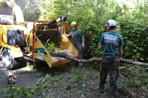 tree services North Washington